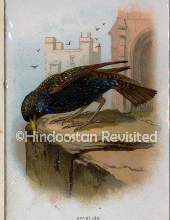 /data/Original Prints/Natural History/STARLING.jpg